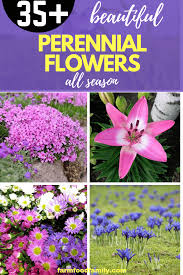 Maybe you would like to learn more about one of these? 35 Perennial Flowers All Season Guide For Blooms In Spring Summer Fall Flowers Perennials Beautiful Flowers Garden Flower Garden