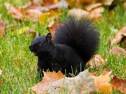 Black Squirrel In Autumn Leafs By All These Lovely Tokens September Days Are Here With Summer S Best Of Weather And Animals Black Squirrel Animals Beautiful