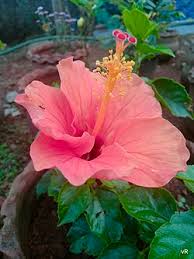 Image result for Hibiscus pusillus