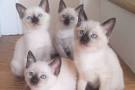 Siamese Kittens for sale – Kittentanz