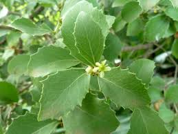 Image result for Maytenus