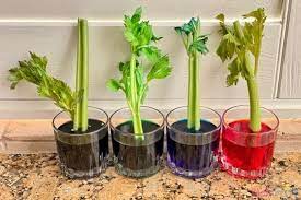 Experiment with rainbow colored flowers & celery. Celery And Food Coloring Science Experiment Mombrite
