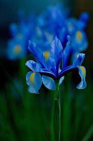 Blue Iris Popular Flowers Iris Flowers Blue Garden
