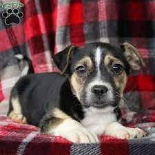 Beautiful black lab puppies born 06/03/2021. Puppies For Sale Under 500 Price Under 500 Greenfield Puppies Puppies For Sale Puppies Australian Shepherd Mix Puppies