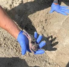 Weitere ideen zu baby kaninchen, kaninchen, süße tiere. Polizisten Retten Kaninchen Babys Aus Eingesturztem Bau Welt