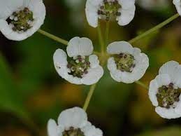Konkan Pinda Aromatic Plant Cow Parsnip Umbel