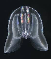 Porpita porpita known as the blue button. Mushroom Cap Jellyfish Jellyfish Stings