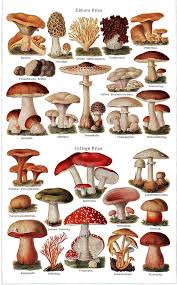 Lors des cueillettes, il ne faut pas détruire les champignons impropres à la consommation. Les Champignons De Xaintrie Site De Xaintrie Passions