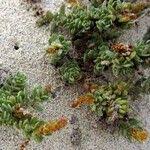 Image result for Cressa cretica