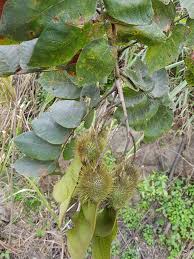 Image result for Centrolobium