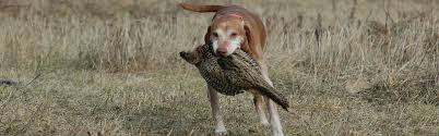 Vizsla puppies for sale in ohio select a breed. Linden S Vizslas Home Facebook