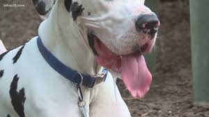 Don't lift your dog by his. Community Tests Dna To Track Down Owners Who Do Not Pick Up Dog Poop Whas11 Com