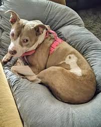 Berkeley Animal Center added a...