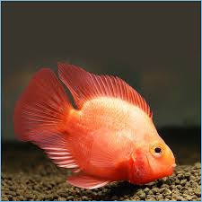 Maybe you would like to learn more about one of these? Blood Parrot Cichlid Pete S Aquariums Fish