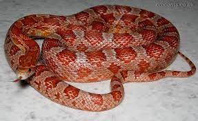 Hypomelanistic Hypo A Corn Snake Corn Snake Snake Reptiles And Amphibians