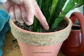 There are many other factors that go into a healthy snake plant, but i'm going to focus on good ol' root rot and how to try and save as much of the plant as possible. Why Your Snake Plant Has No Roots Indoor Plants For Beginners