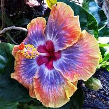 Beautiful Naturally Hibiscus Plant Flower Seeds Hibiscus Rosa Sinensis