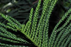 Image result for Araucariaceae