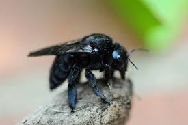 Carpenter bees have a bare, shiny abdomen that's all black. What Are Wood Bees Science Trends