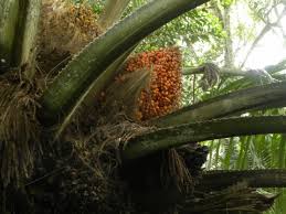 Image result for Elaeis