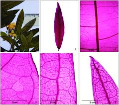 Image result for Tabernaemontana eglandulosa