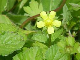 Image result for Duchesnea indica