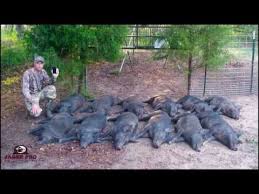 Wild boar and hog hunting are one of texas' favorite outdoors. Texas Needs More Hog Hunters The State Is Losing The Fight Against The Feral Pig Invasion The Truth About Guns