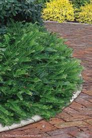 Buy Creeping Japanese Plum Yew Free Shipping 1 Gallon Size Pots Cephalotaxus Harringtonia Prostrata Front House Landscaping Plants For Sale Online Plants