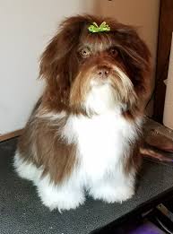 Havanese are known for changing colors as they grown. The Short Hair Havanese