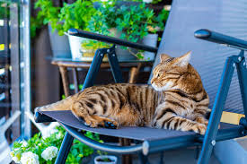 What determines how big a cat gets? Fully Grown Bengal Cat Page 1 Line 17qq Com