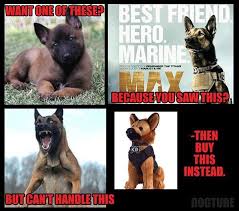 Pin By Rhonda Rogers Kaplan On German Shepherd Meme S German Shepherd Memes Belgian Malinois Dog Pin