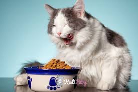 Kisirlastirilmis Kedilere Ozel En Iyi 5 Yas Kedi Mamasi Kedi Blog