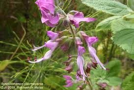 Image result for Syncolostemon