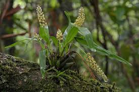 Image result for Polystachya adansoniae