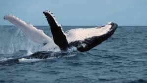 the humpback whale population is recovering