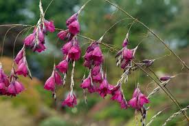 Image result for Dierama formosum × plowesii