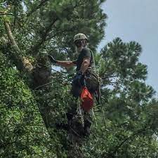 More than 15 years experience. Cricket S Tree Service 18 Photos Tree Services 6392 Fitz Ln Tallahassee Fl Phone Number