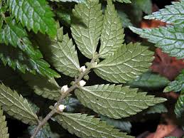 Image result for Elatostema welwitschii