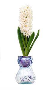 Shop for water hyacinth baskets & bins in storage baskets & bins. Clear Glass Hyacinth Vase White Hyacinth Bulb Walmart Com Walmart Com