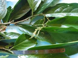 Image result for Drypetes