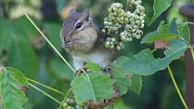 Image result