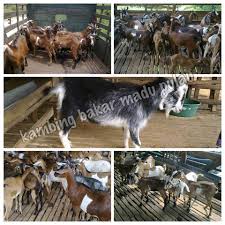 Beternak kambing memiliki berbagi tujuan tergantung kehendak dari si peternaknya. Kambing Bakar Madu Pulau Info Lamb Atau Mutton Di Malaysia Terdapat Banyak Jenis Masakan Berasaskan Kambing Umumnya Mengetahui Bahawa Kambing Ini Terbahagi Kepada Beberapa Jenis Kambing Kampung Kambing Import
