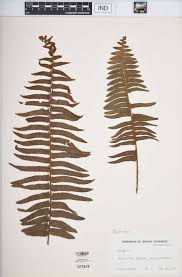 Image result for Nephrolepis