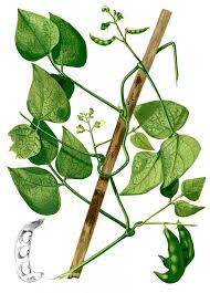 Image result for Phaseolus