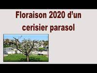 Epingle Sur Cerisier En Parasol