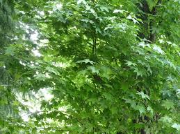 深山 地域の植物紹介 筑波から Fumikaiブログ
