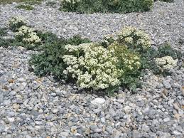 Image result for Crambe kilimandscharica