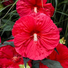 Image result for Hibiscus platycalyx