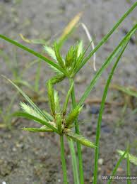 Image result for Cyperus pectinatus
