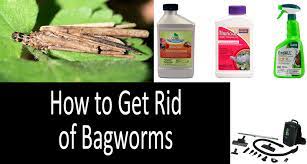 What's the best way to get rid of bag worms? How To Get Rid Of Bagworms On Evergreens Indoors 2021 Buyer S Guide